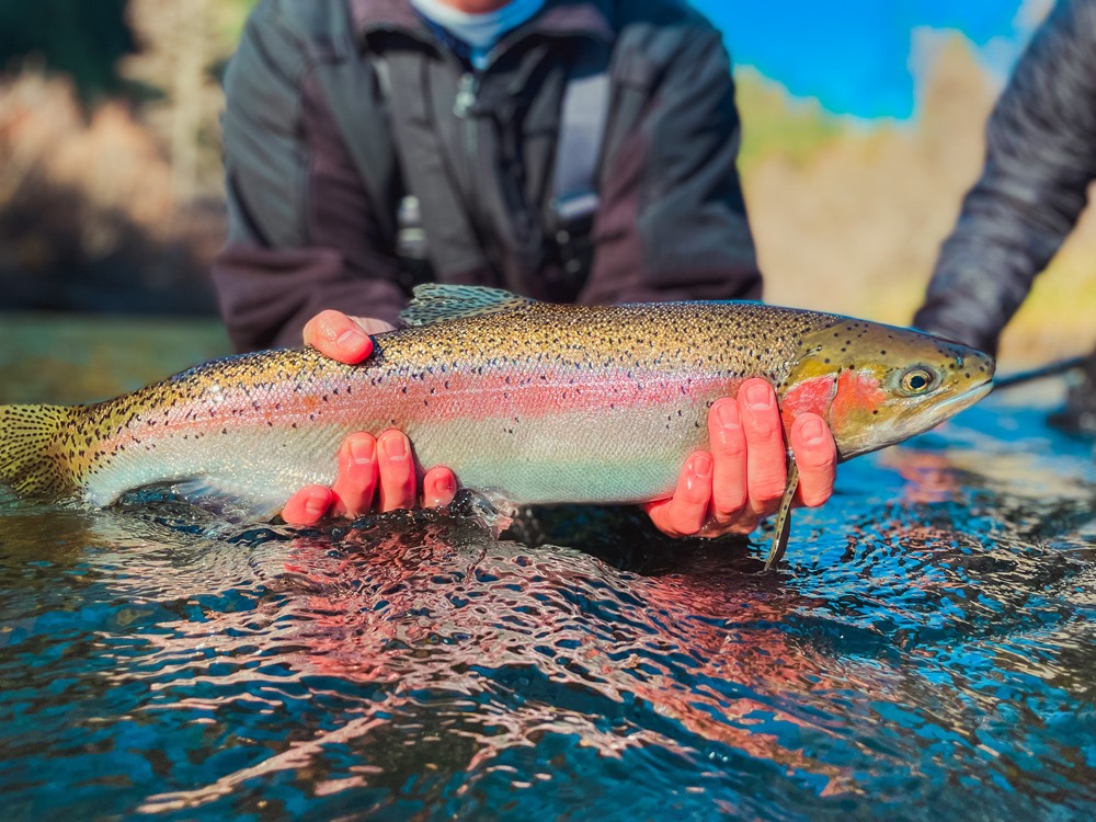 A closer look at Mark’s fish