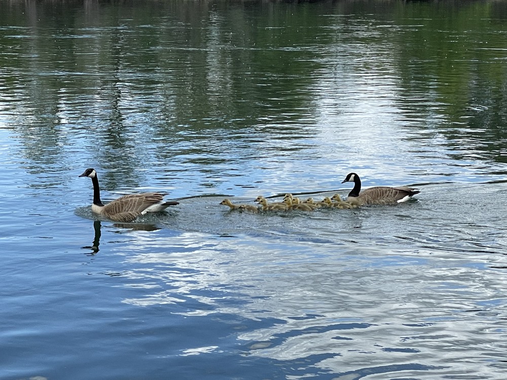 Just what we need, more geese……