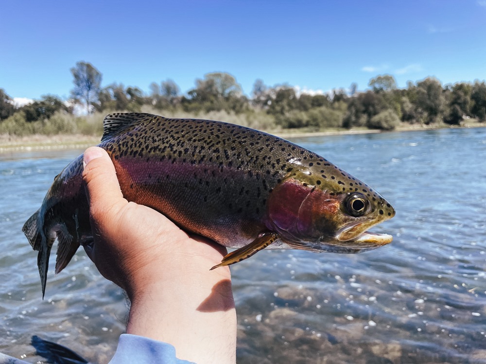 A handful of trout…