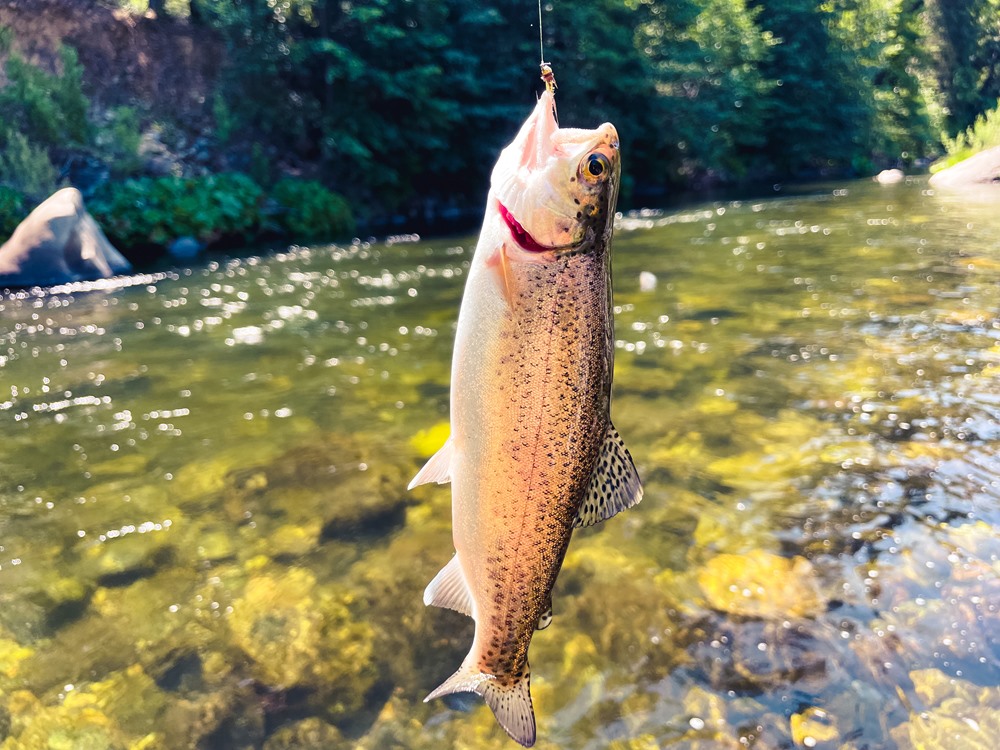 This one ate a stripped PMD. Clearly not the smartest fish! 