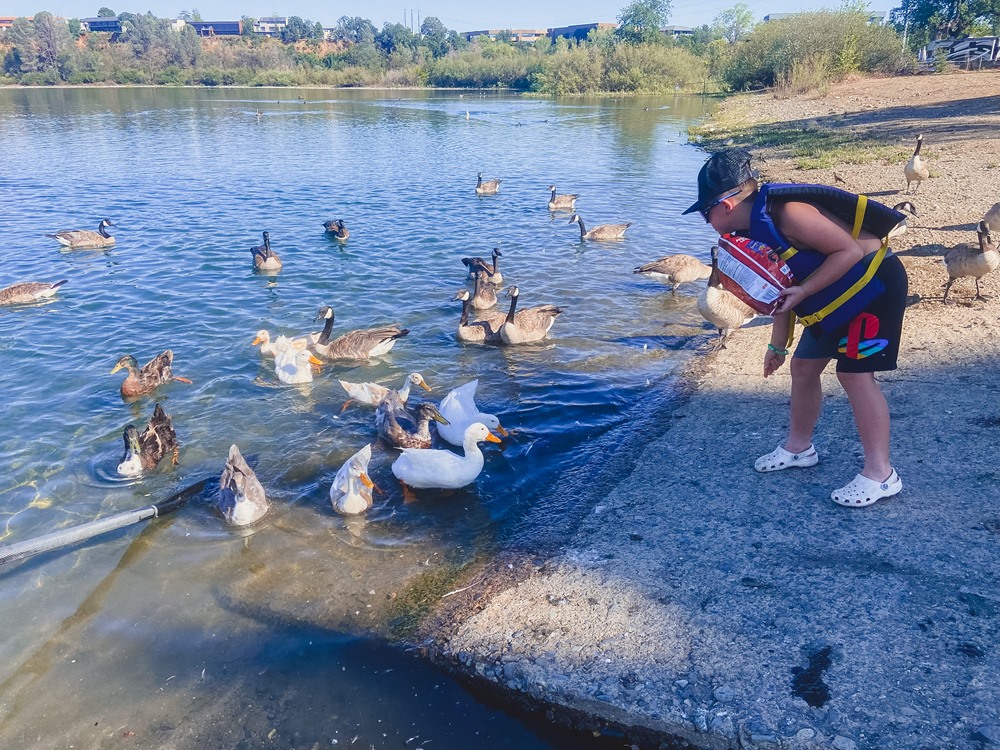 Don’t feed the ducks!