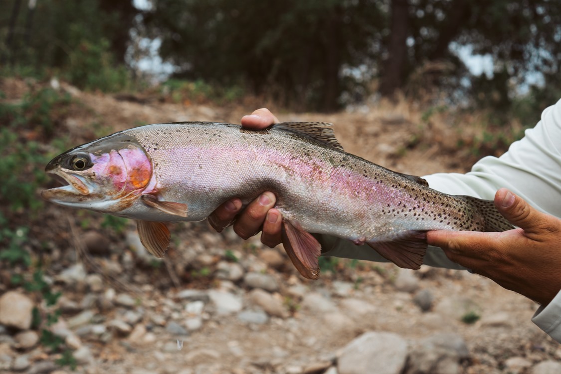 Trout Troll