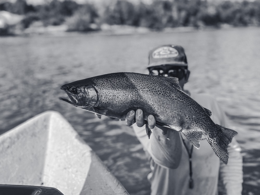 ABSOLUTE HOG of a fish.