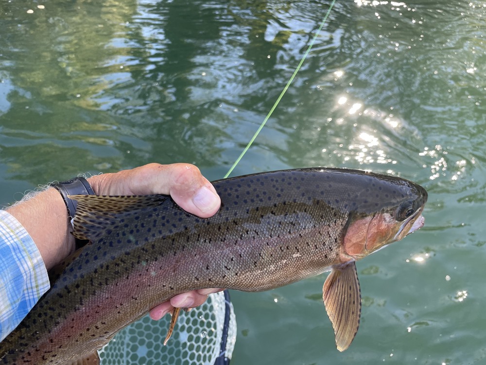 Nice wild rainbow!