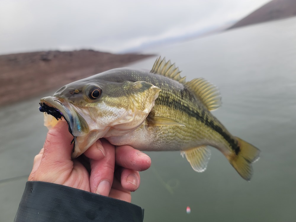 Fly fishing for spotted bass on Lake Oroville