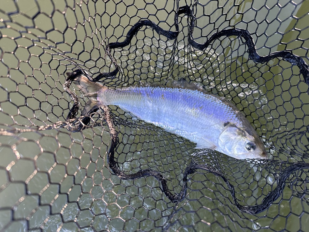 Fishing Report Image