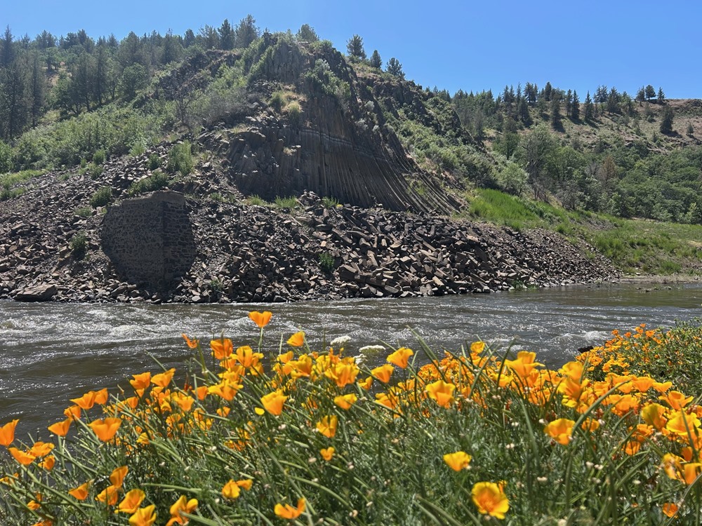 More of the poppy super-bloom