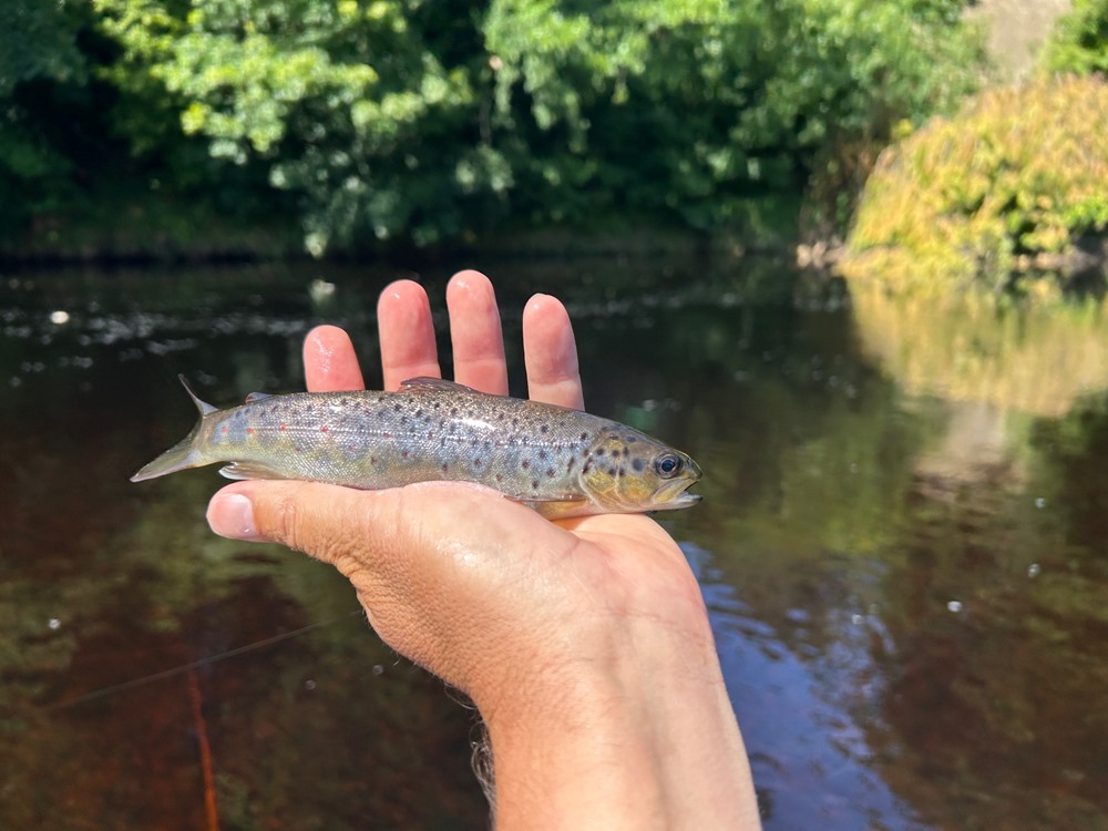 I landed a handful of small browns like this one