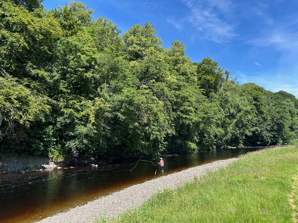 A long salmon run