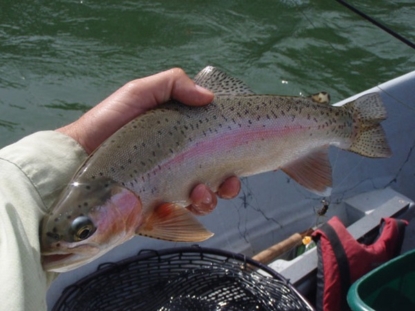 Fishing Report Image