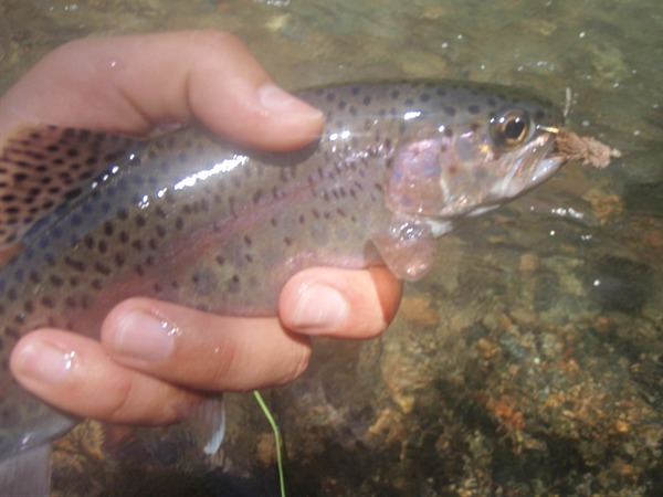 Fishing Report Image