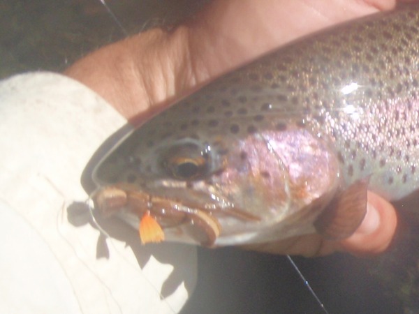 Fishing Report Image