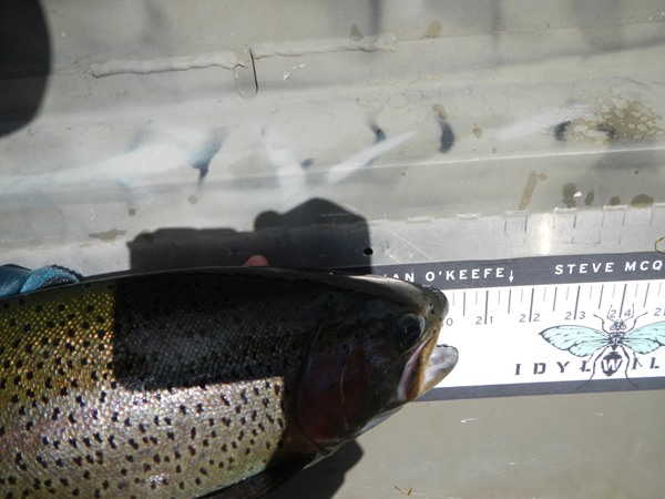 Fishing Report Image
