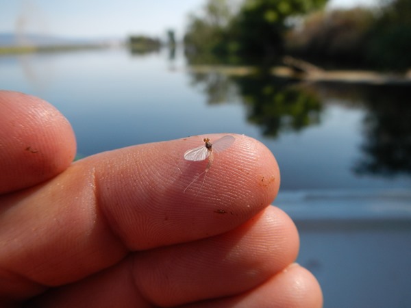 Fishing Report Image