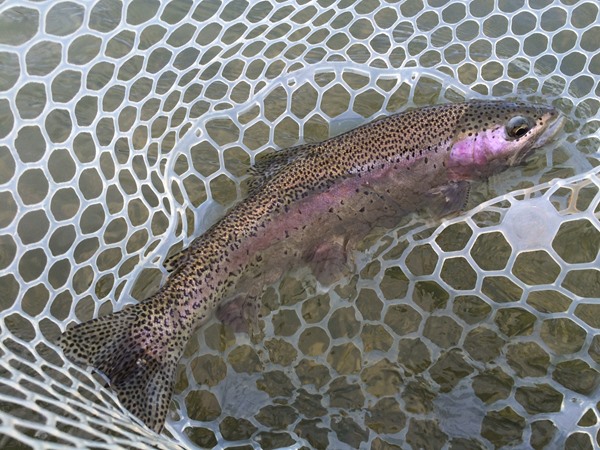 Fishing Report Image