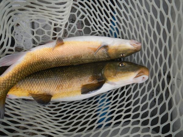 Fishing Report Image