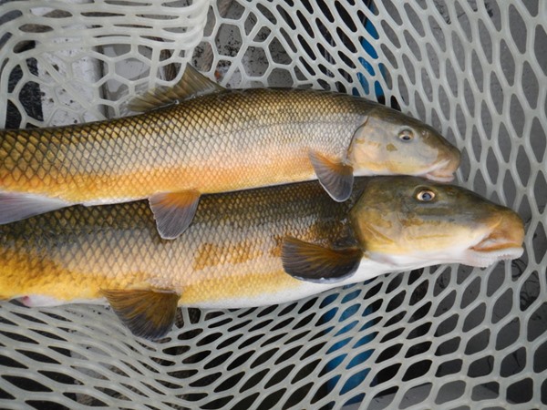 Fishing Report Image