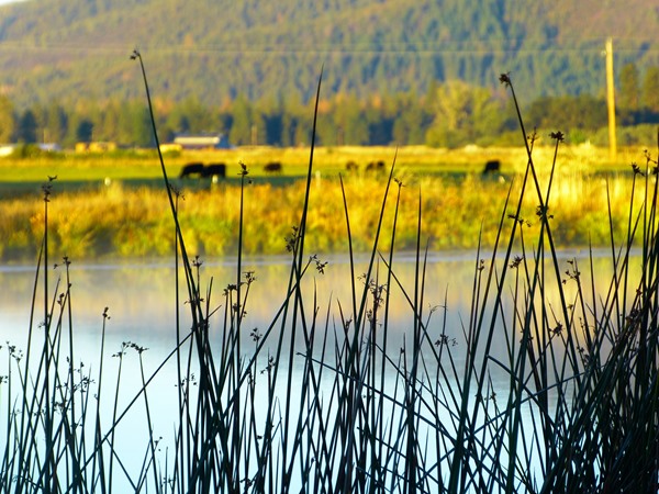 Fishing Report Image