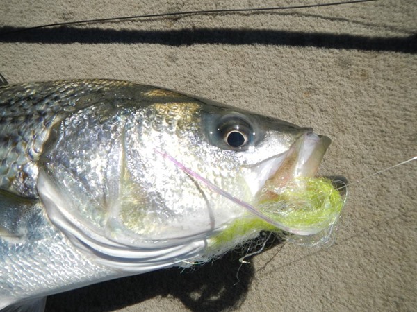 Fishing Report Image