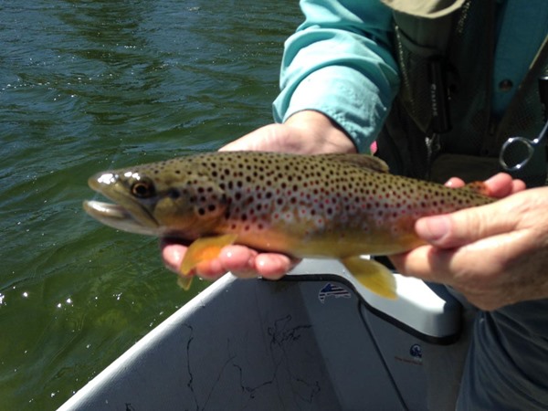 Fishing Report Image