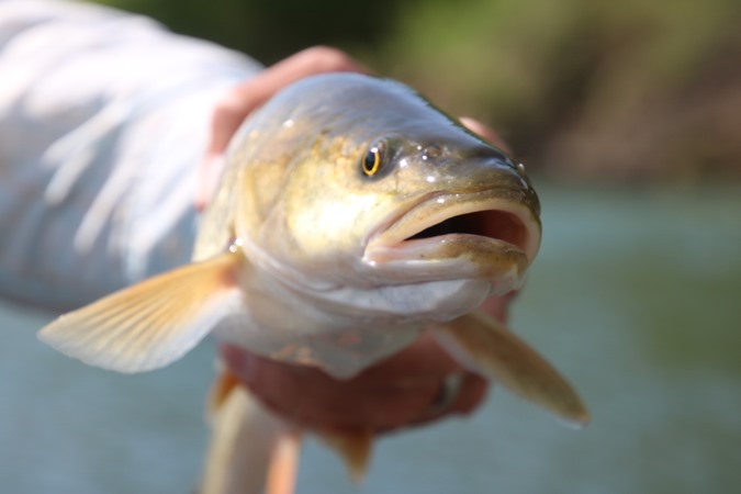Fishing Report Image