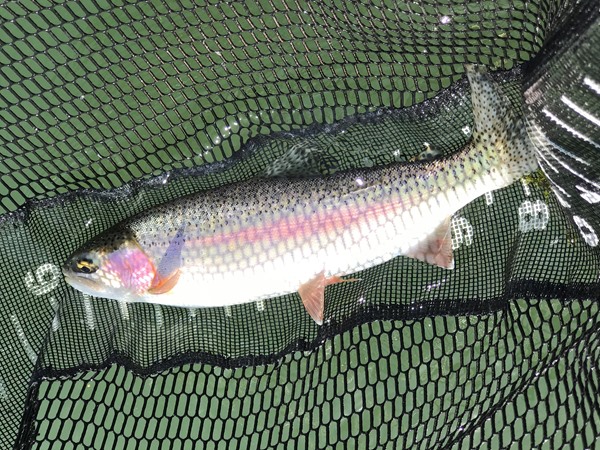 Fishing Report Image