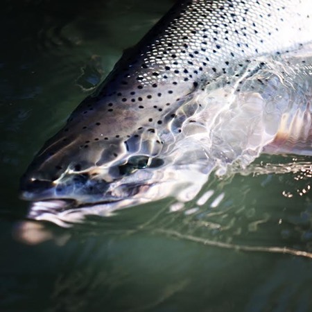 Fishing Report Image
