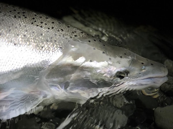 North Coast Fishing Image