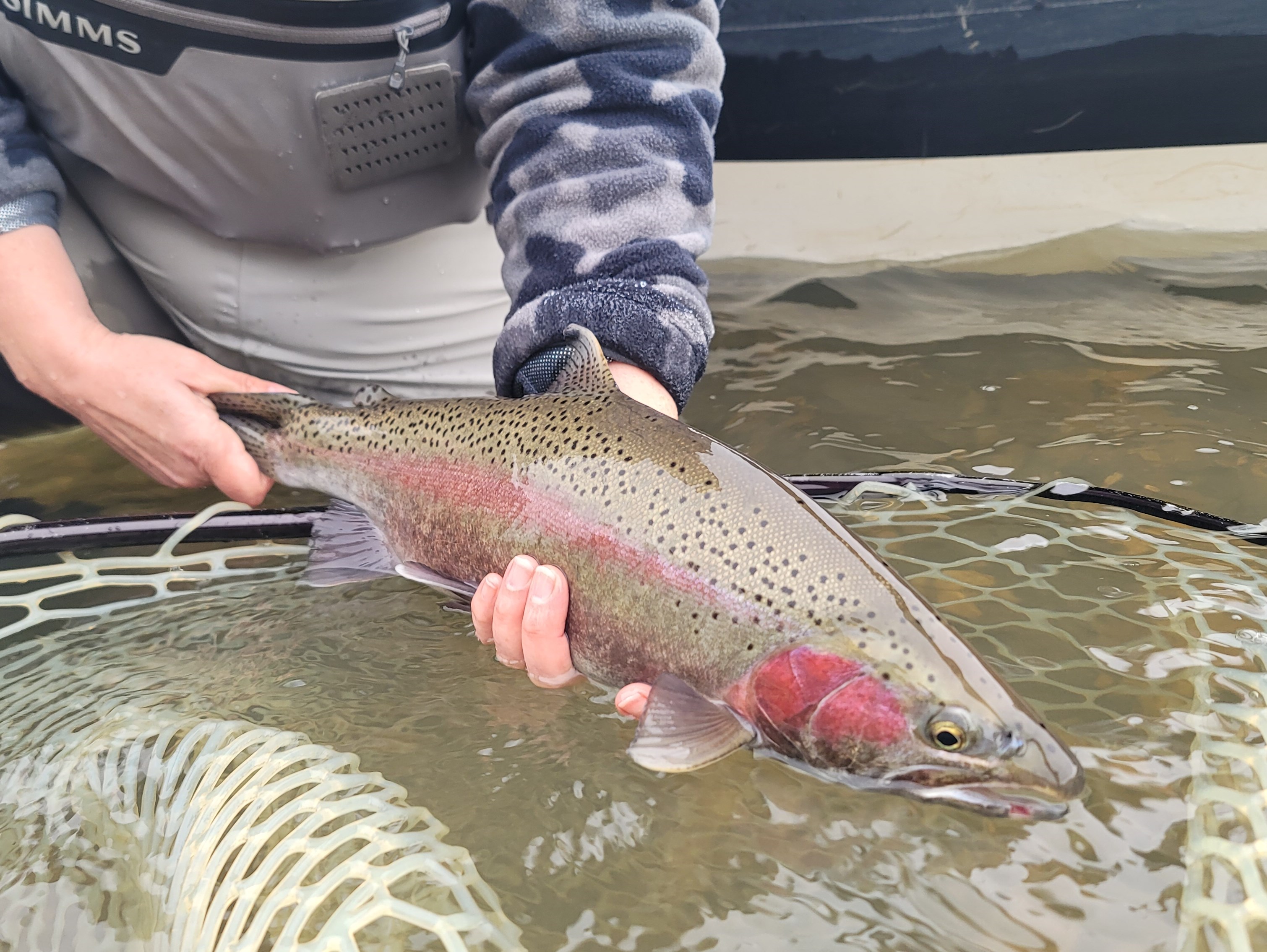Yuba River Guided Fly Fishing Trips