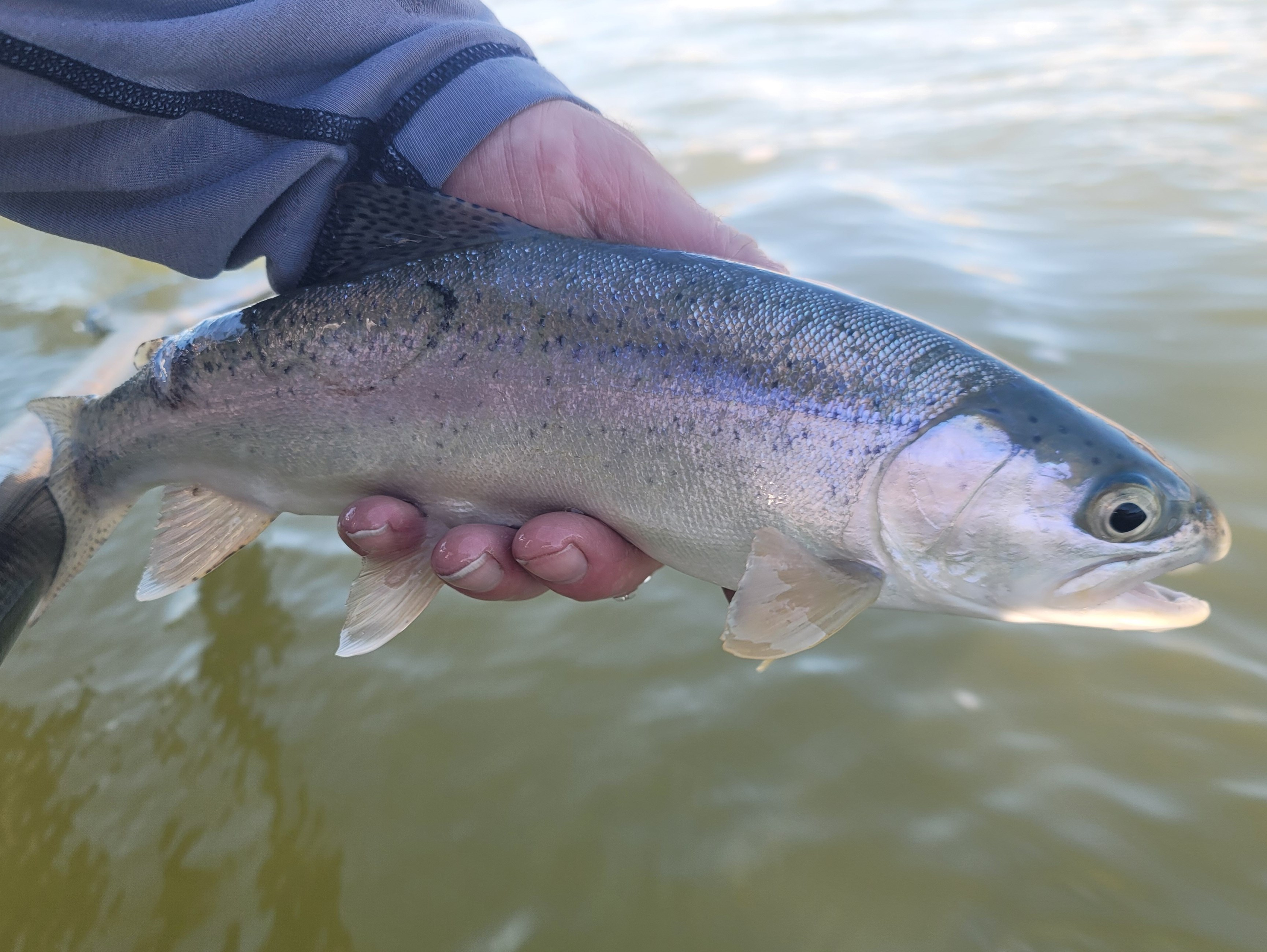 Yuba River Fishing Image