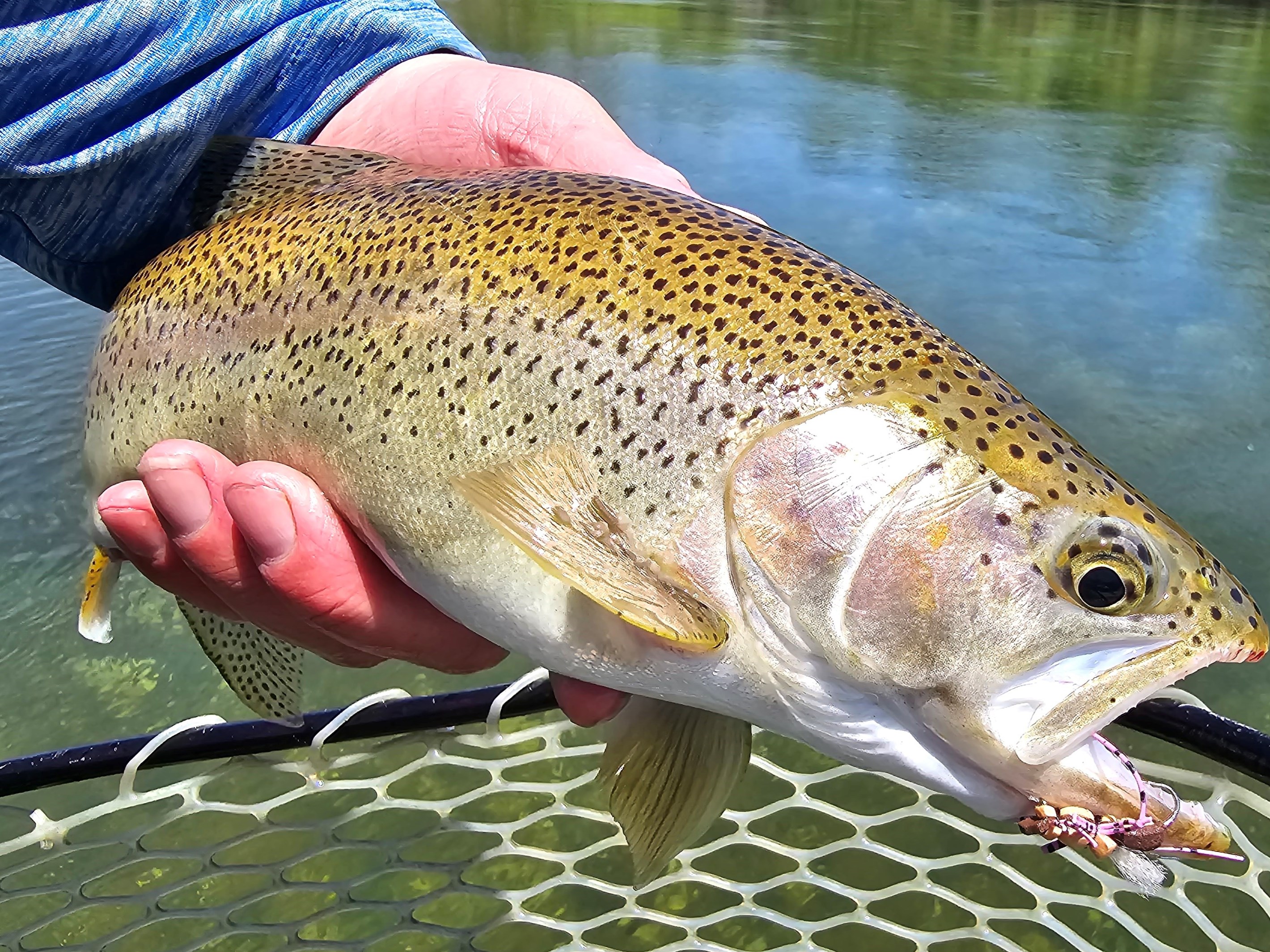 Yuba River Fishing Image