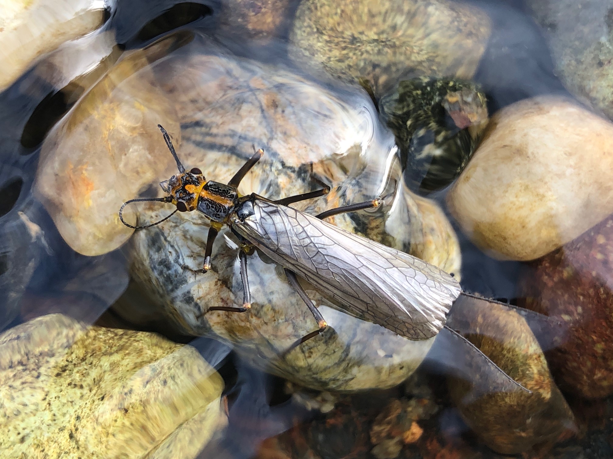 Yuba River Fishing Image