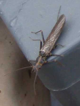 A skwala stone on the Trinity.