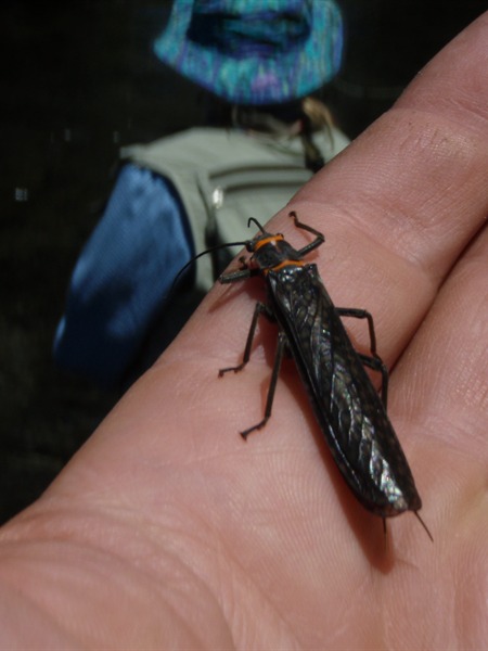 Stoneflies!