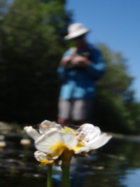 The weeds are blooming