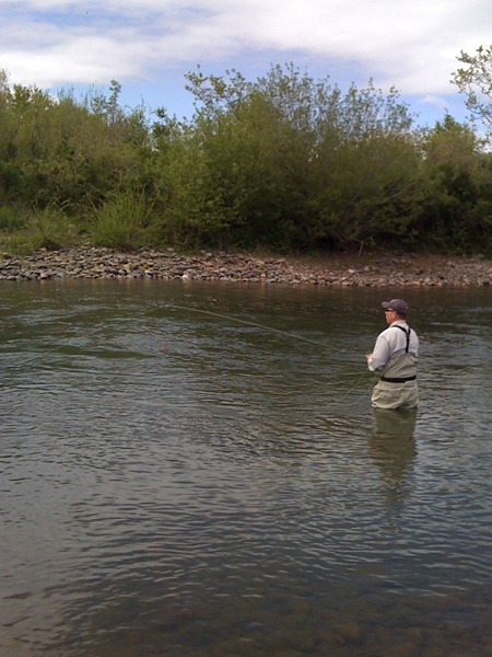 Dan casting dry flies to rising rainbows.