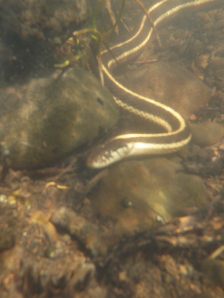 Wet wading snake