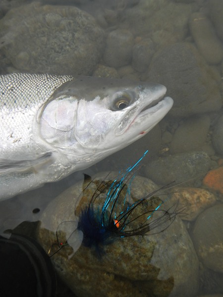 strip tease steelhead