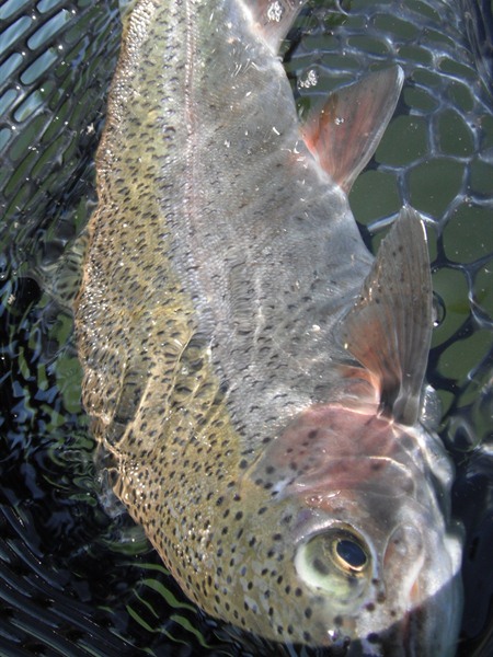 Fall River mega fatty