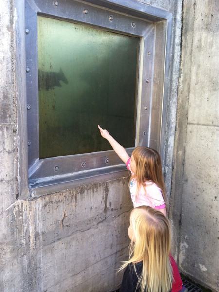 Tons of fish in the viewing window today