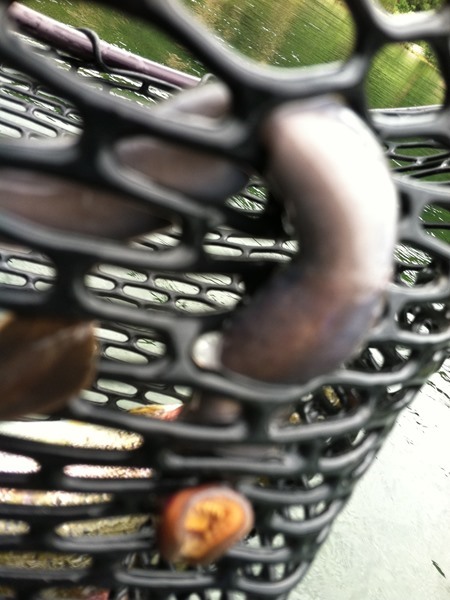 More than Trout in Lewey !!!