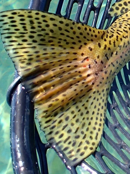 Look at this amazing tail on this specimen