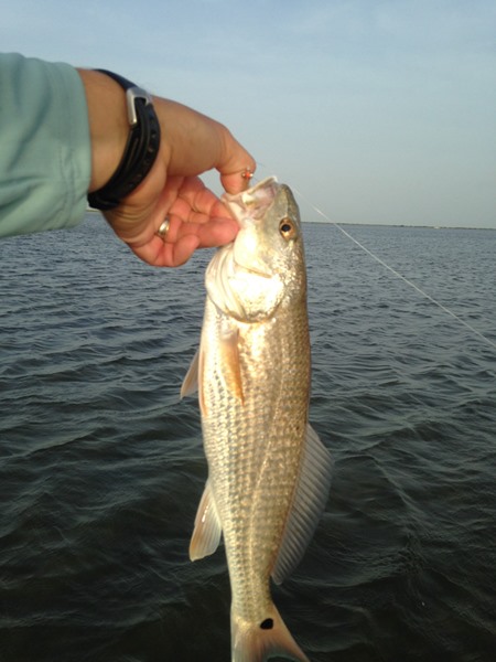 small redfish