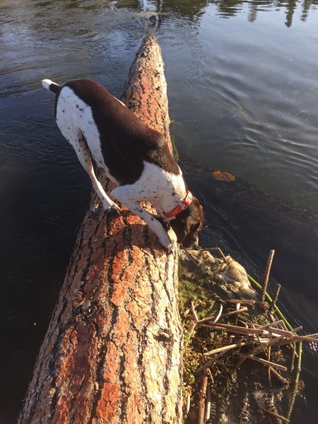 Bogey doing fish counts!