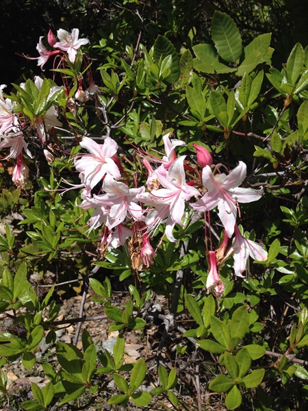 Fresh lilies usher in Spring