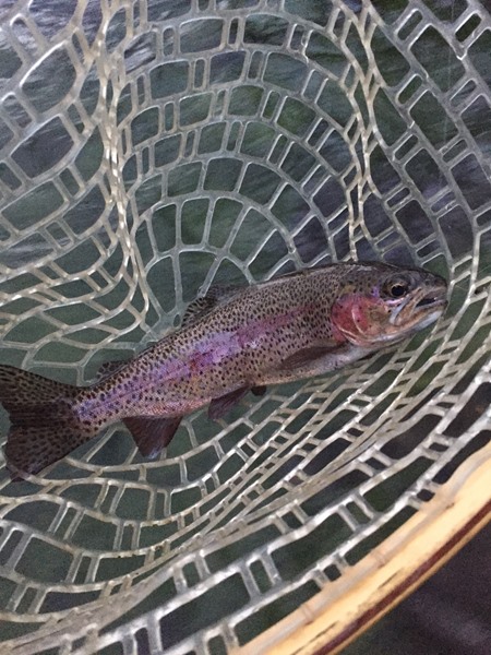 Beautiful colors on the Hat Creek Rainbow