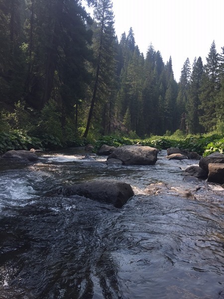 The beautiful, and somewhat cool, Upper McCloud River.