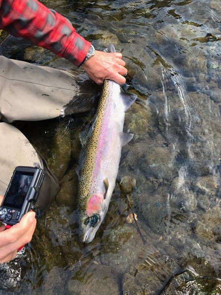 client swung up this Nice Buck mid river yesterday...