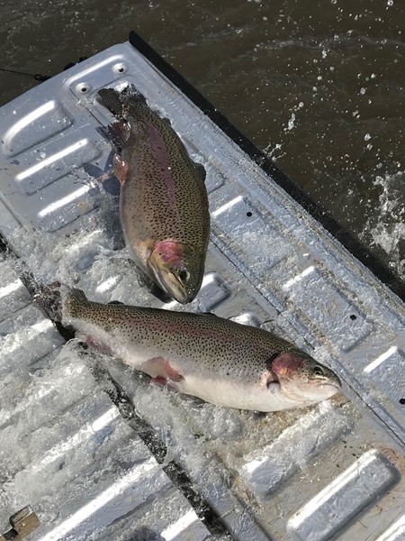 Not all trout come from a truck - but these ones did