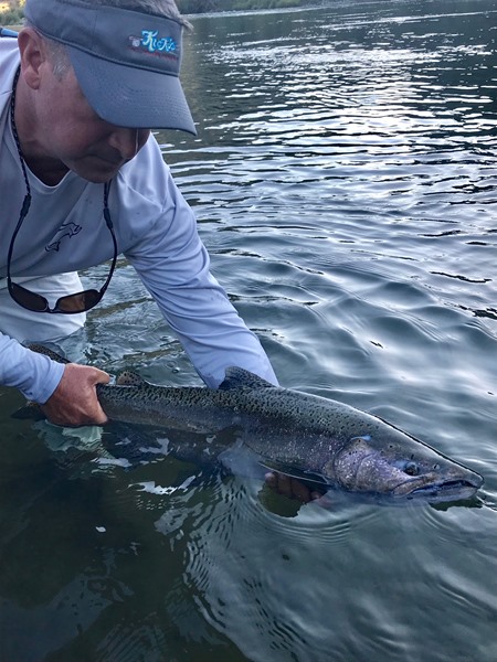 Brian releasing a salmon